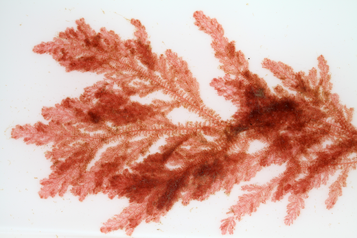 Rhodothamniella floridula © M.D. Guiry
